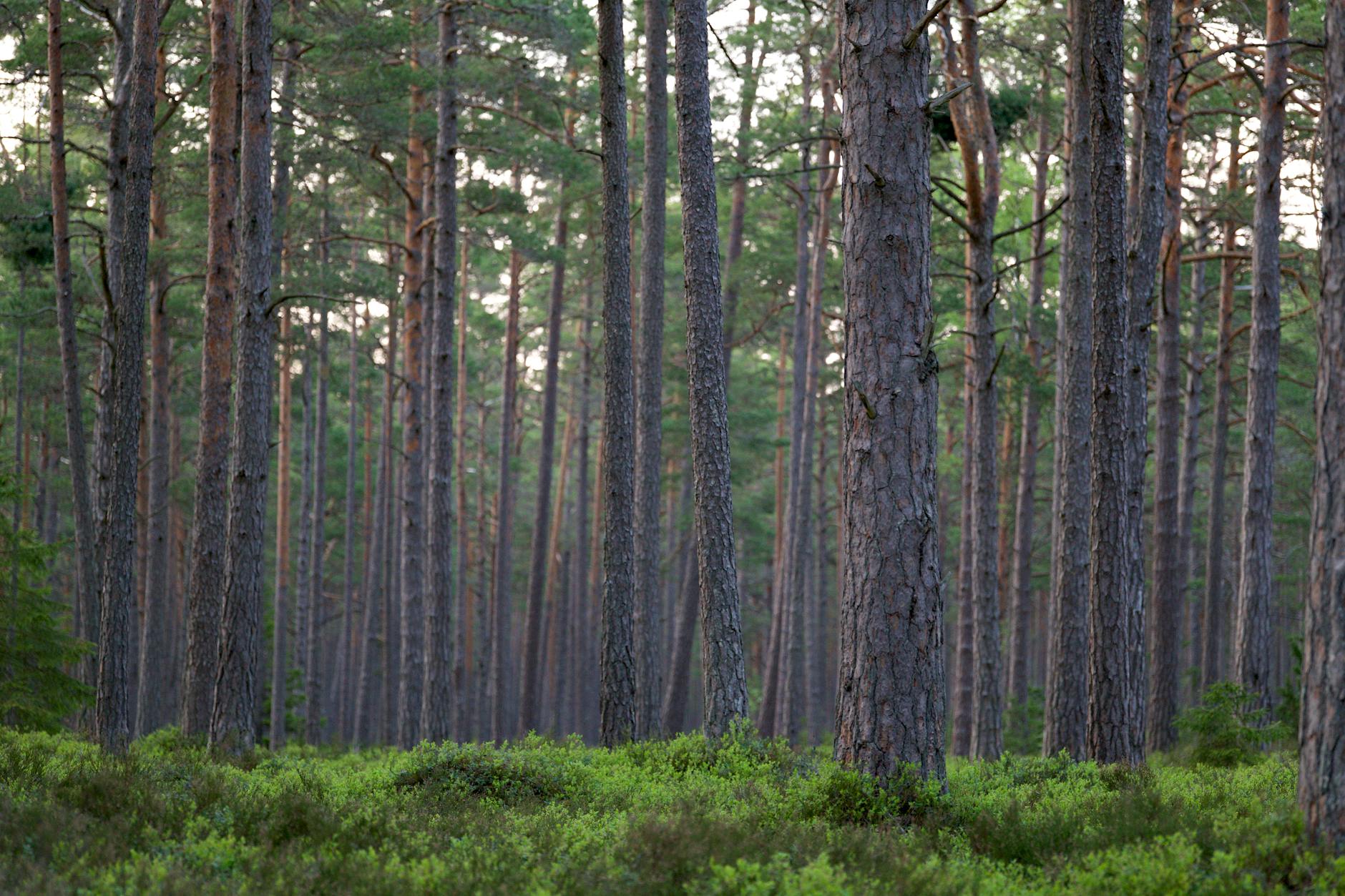 Tall trees in a forest