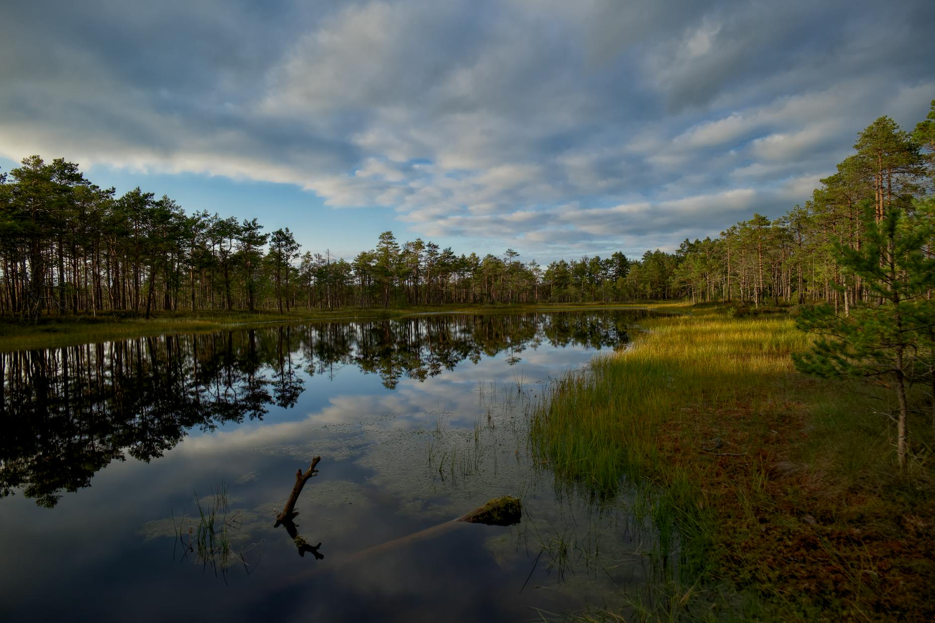 Forest around Lake