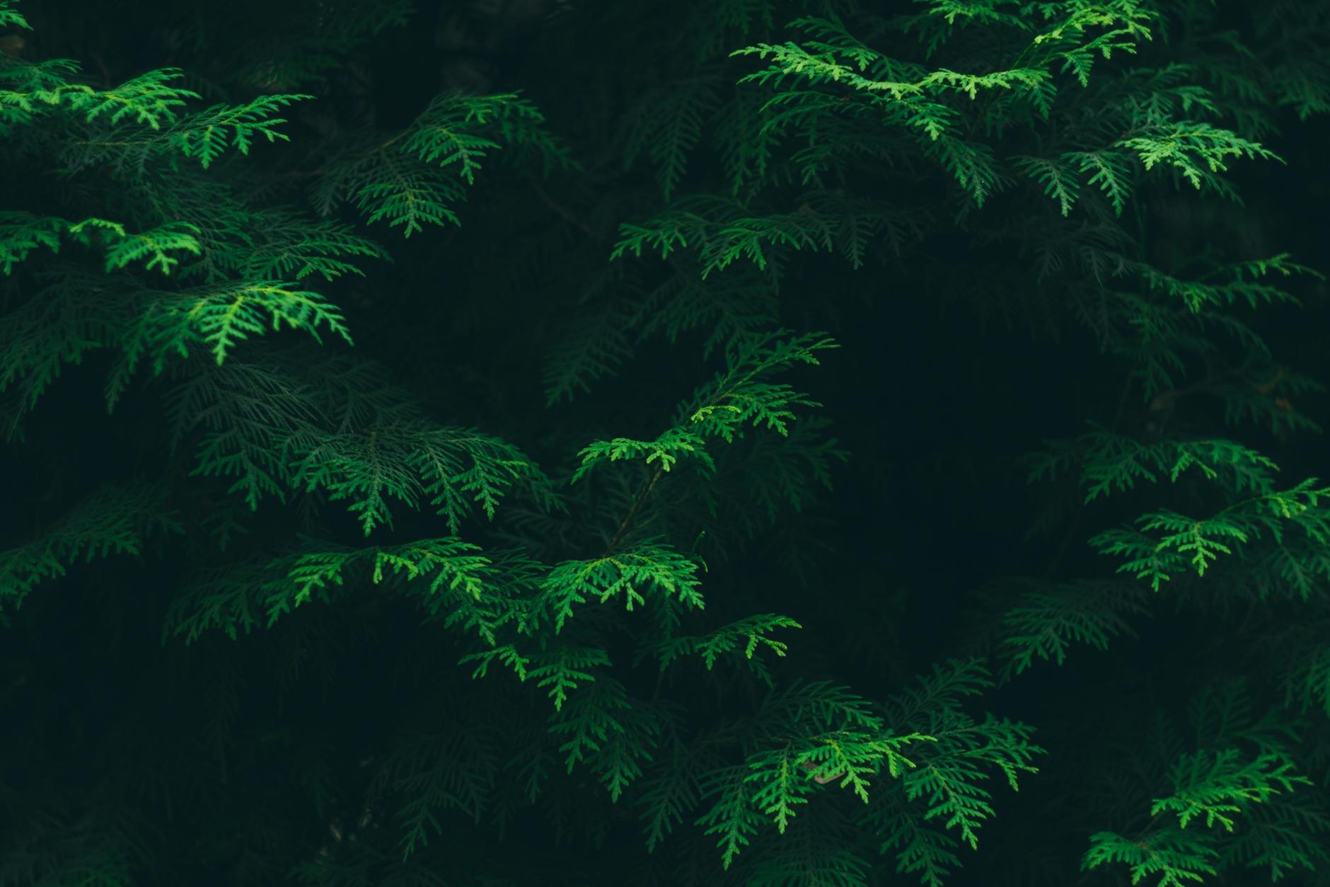 Green Pine Tree Leaves