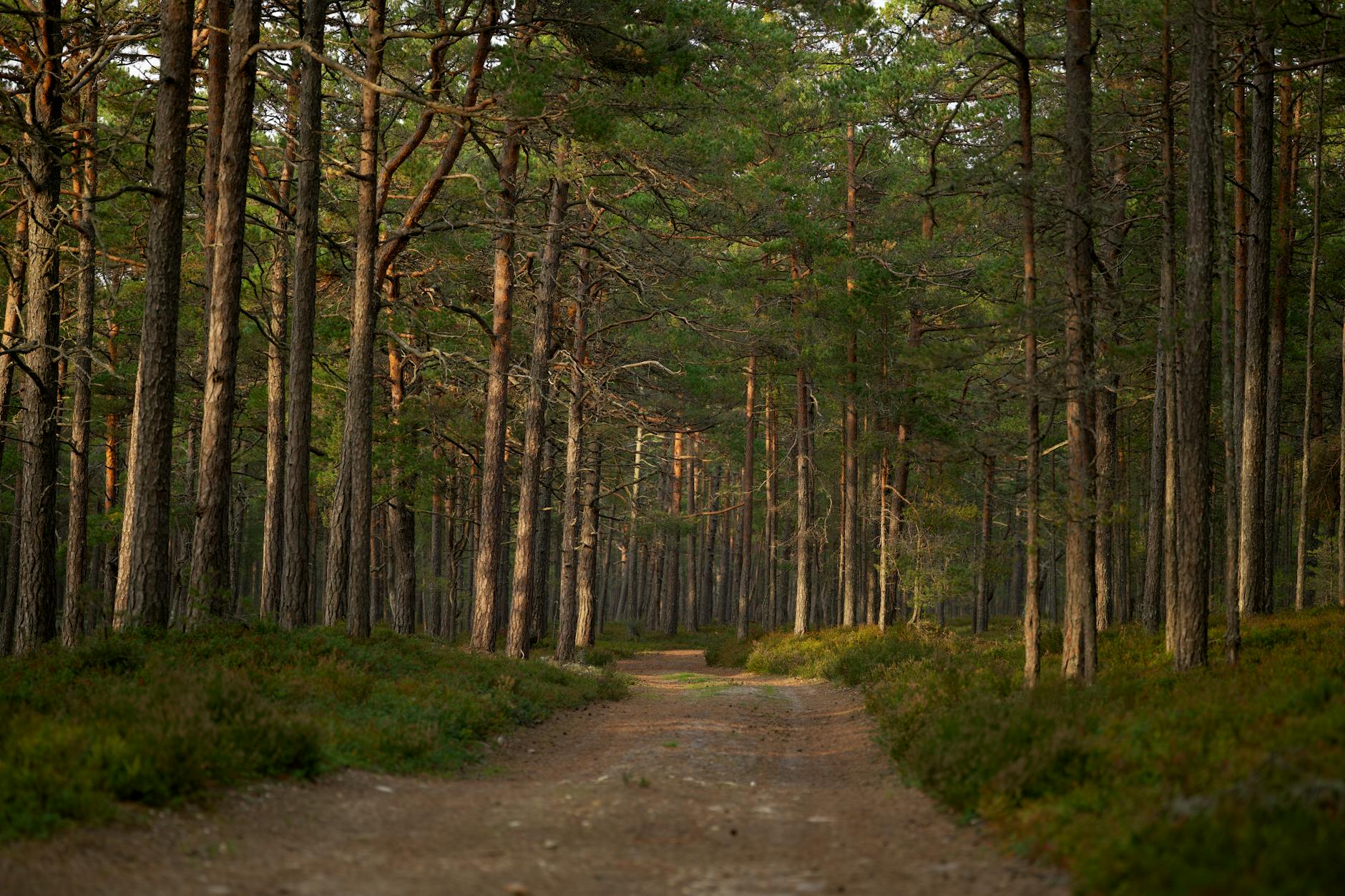 A dirt road in a pine forest