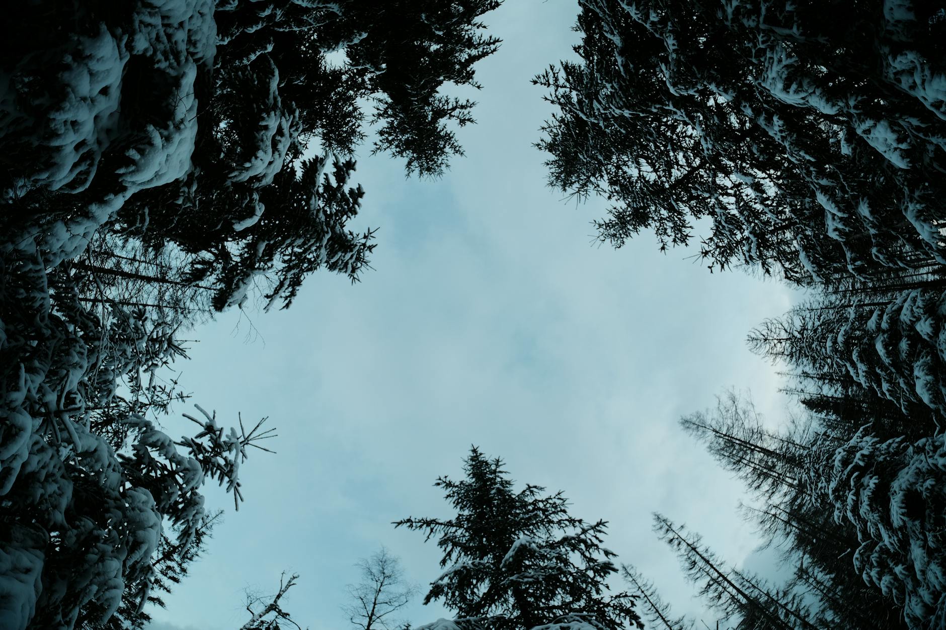 photo of sky in snowy forest